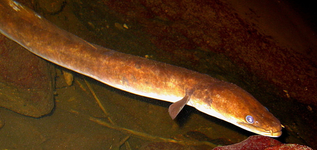Polynesian Longfinned Eel