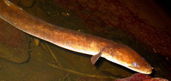 Anguilla megastoma