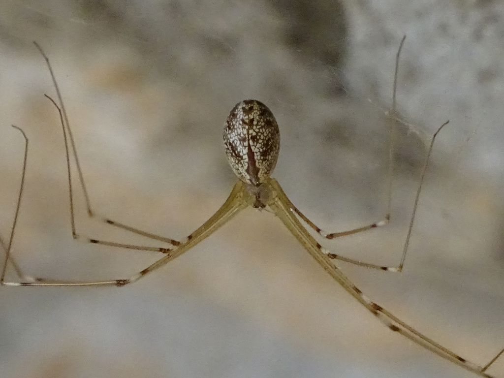 Stygopholcus photophilus