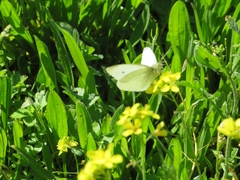Pieris rapae