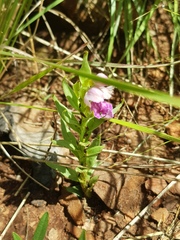 Brachycorythis conica transvaalensis