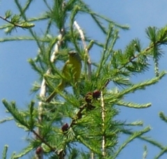 Leiothlypis ruficapilla image