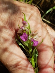 Brachycorythis conica transvaalensis