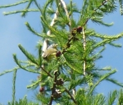 Leiothlypis ruficapilla image