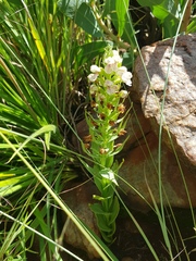 Brachycorythis conica transvaalensis