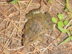 Hoplobatrachus crassus