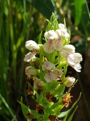 Brachycorythis conica transvaalensis