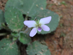 Viola diffusa