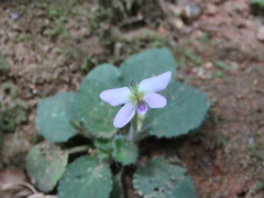 Viola diffusa