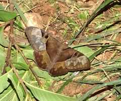 Lepidoptera