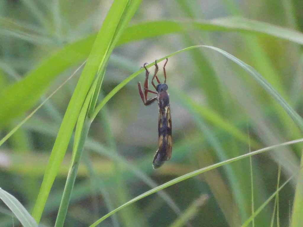 Lasiocnemus fascipennis