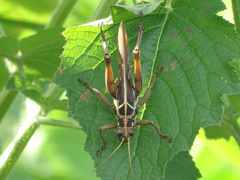 Kraussaria angulifera