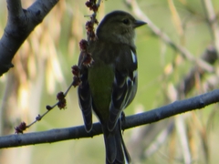 Fringilla coelebs