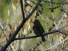 Fringilla coelebs