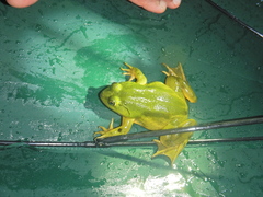 Euphlyctis hexadactyla