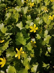 Ranunculus muricatus