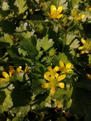 Ranunculus muricatus