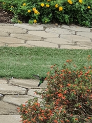 Chlorostilbon lucidus