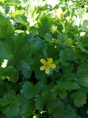 Ranunculus muricatus