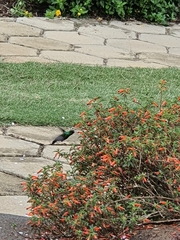 Chlorostilbon lucidus