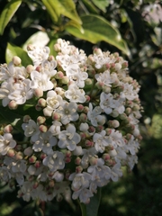 Viburnum tinus