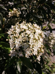 Viburnum tinus