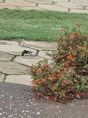 Chlorostilbon lucidus