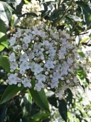 Viburnum tinus