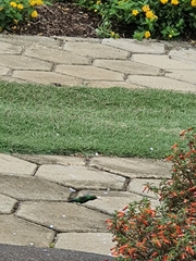 Chlorostilbon lucidus