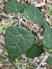 Echinostephia aculeata