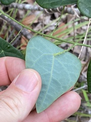Echinostephia aculeata