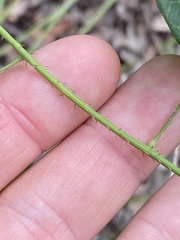 Echinostephia aculeata