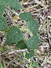 Echinostephia aculeata