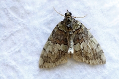 Hydriomena transfigurata