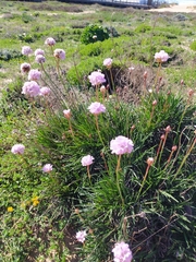 Armeria welwitschii