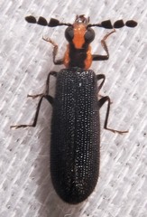 Pyticeroides laticornis