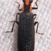 Pyticeroides laticornis - Photo (c) Rose A. Payne, some rights reserved (CC BY-NC), uploaded by Rose A. Payne