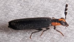 Pyticeroides laticornis