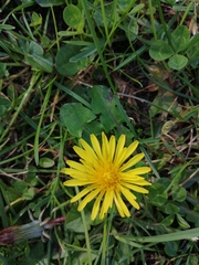 Crepis vesicaria
