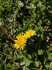 Crepis vesicaria