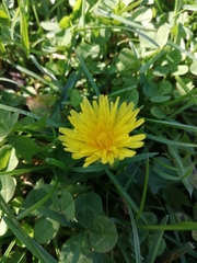 Crepis vesicaria