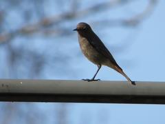 Phoenicurus ochruros