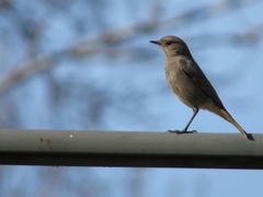 Phoenicurus ochruros