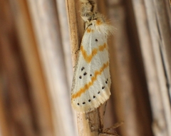 Lacipa quadripunctata