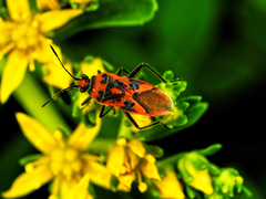 Corizus hyoscyami