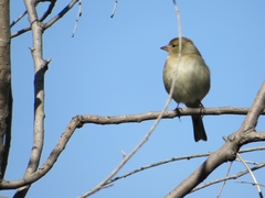 Fringilla coelebs