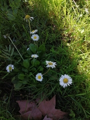 Bellis perennis