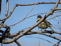 Fringilla coelebs