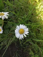 Bellis perennis