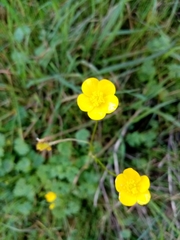 Ranunculus ollissiponensis